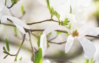 çiçek açan Manolya arka plan. Çiçekler. Seçici odak. 