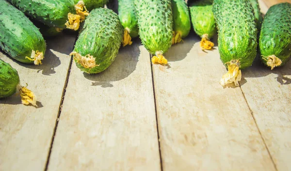 Jonge groene komkommers uit de tuin op houten achtergrond. selectieve aandacht. — Stockfoto