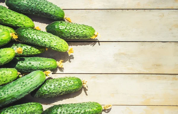 Young green cucumbers from the garden on wooden background. selective focus. — Stock Photo, Image
