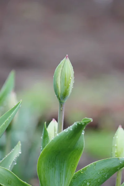 Fond de tulipes en fleurs. Des fleurs. Concentration sélective . — Photo