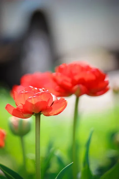 Background of blooming tulips. Flowers. Selective focus. — Stock Photo, Image