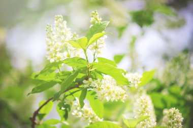 çiçek açan kiraz ağaçlarının arka plan. Çiçekler. Seçici odak.