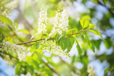 çiçek açan kiraz ağaçlarının arka plan. Çiçekler. Seçici odak.