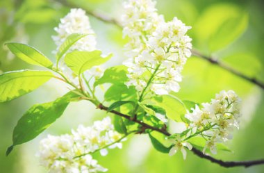 çiçek açan kiraz ağaçlarının arka plan. Çiçekler. Seçici odak.