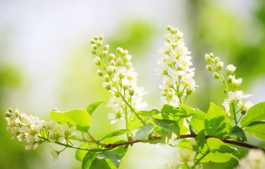 çiçek açan kiraz ağaçlarının arka plan. Çiçekler. Seçici odak.