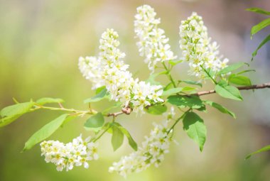 çiçek açan kiraz ağaçlarının arka plan. Çiçekler. Seçici odak.