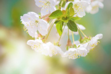 Bahar çiçekli ağaçlar. Seçici odak. 