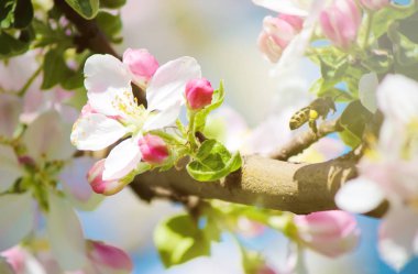 Bahar çiçekli ağaçlar. Seçici odak. 