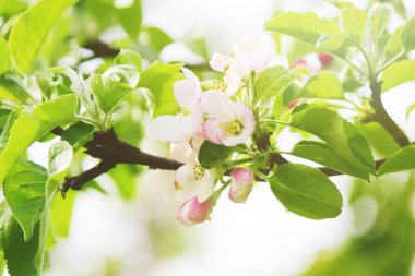 Bahar çiçekli ağaçlar. Seçici odak. 