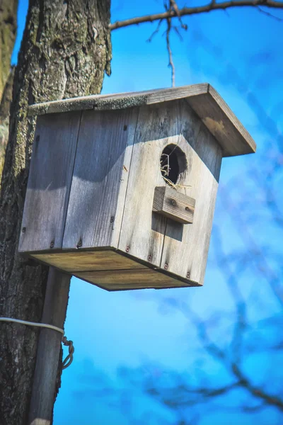 Birdhouse vogel in de boom. — Stockfoto