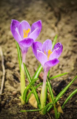 Campanula'lar baharda çiçekler. Seçici odak. 