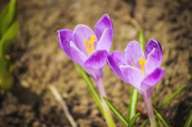 Campanula'lar baharda çiçekler. Seçici odak. 