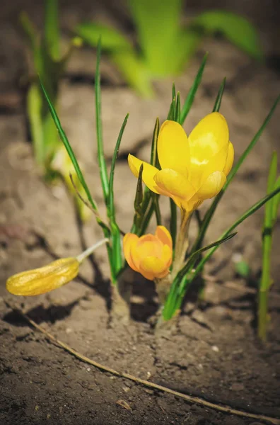 De bloemen zijn Primula in het voorjaar. Selectieve aandacht. — Stockfoto