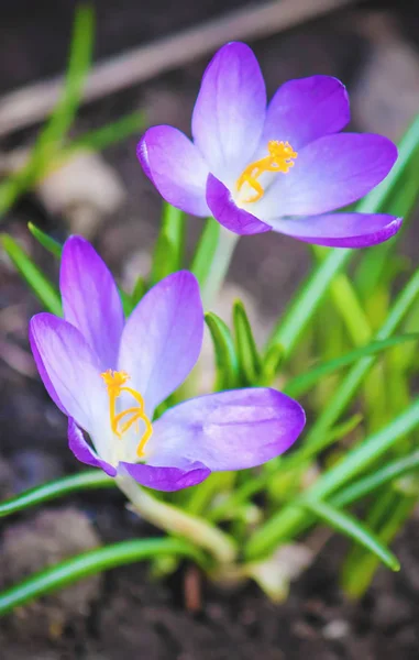 Les fleurs sont des primevères au printemps. Concentration sélective . — Photo