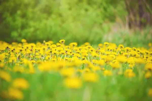 Blommorna är gullvivor på våren. Selektivt fokus. — Stockfoto