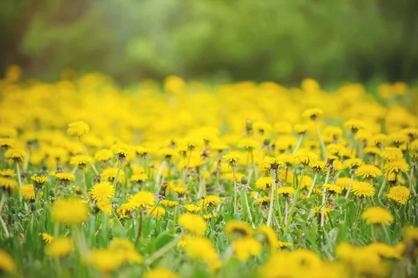 Blommorna är gullvivor på våren. Selektivt fokus. — Stockfoto