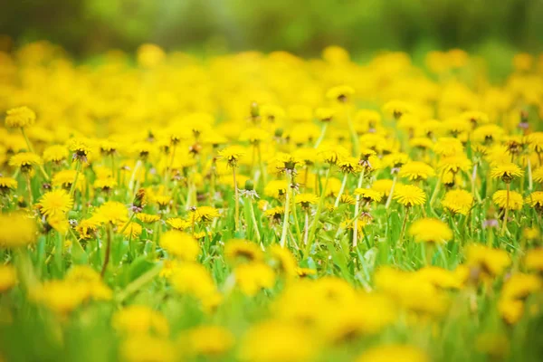 Blommorna är gullvivor på våren. Selektivt fokus. — Stockfoto