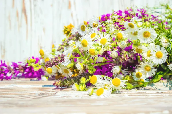 The field of medicinal flowers, chamomile. Selective focus. — Stock Photo, Image