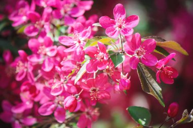 Baharda çiçekli ağaçlar, pembe renk. Seçici odak. 