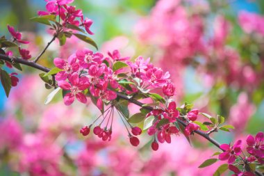 Baharda çiçekli ağaçlar, pembe renk. Seçici odak. 