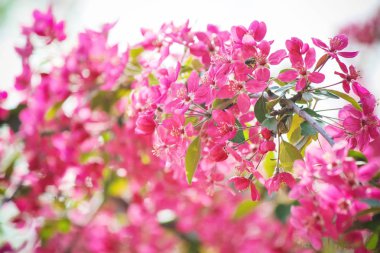 Baharda çiçekli ağaçlar, pembe renk. Seçici odak. 