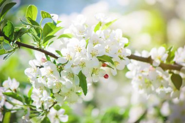 Ağaçlar, beyaz çiçekler baharda çiçeklenme. Seçici odak. 