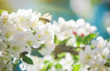 Ağaçlar, beyaz çiçekler baharda çiçeklenme. Seçici odak. 