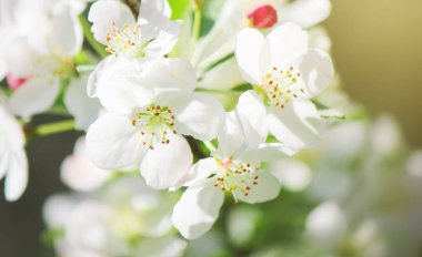 Ağaçlar, beyaz çiçekler baharda çiçeklenme. Seçici odak. 