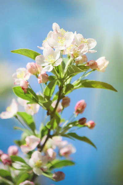 Flowering trees, white flowers in the spring. Selective focus. — Stock Photo, Image