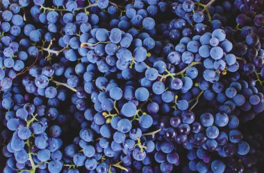 Mavi üzüm portre. Seçici odak.