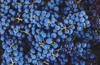 Mavi üzüm portre. Seçici odak.