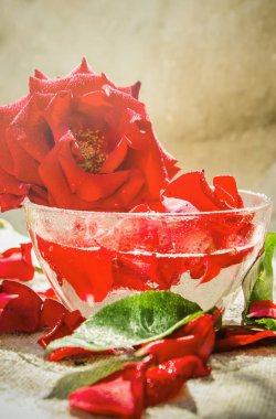 Gül uçucu yağ küçük bir kavanoza. Seçici odak.