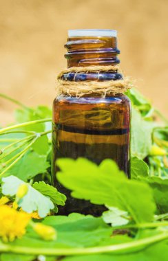 kırlangıçotu küçük bir kavanoza ayıklayın. Seçici odak.