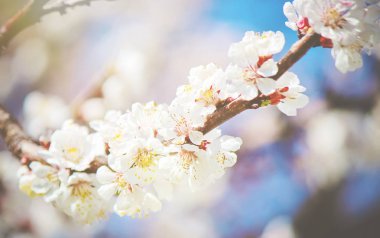 Ağaçlar, beyaz çiçekler baharda çiçeklenme. Seçici odak. 