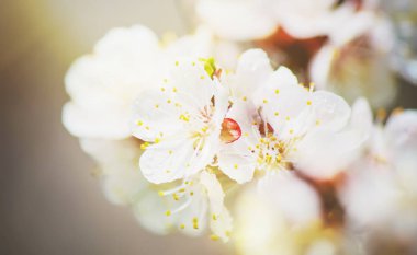 Ağaçlar, beyaz çiçekler baharda çiçeklenme. Seçici odak. 