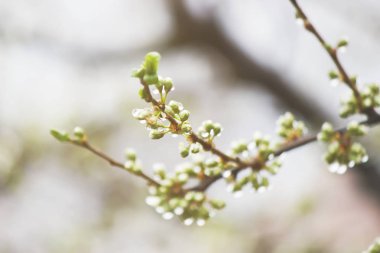 Ağaçlar, beyaz çiçekler baharda çiçeklenme. Seçici odak. 