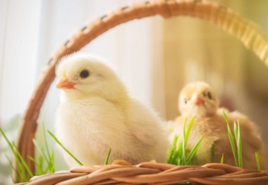 Paskalya. Sepet içinde Paskalya süsleri. Bahar. Seçici odak. 