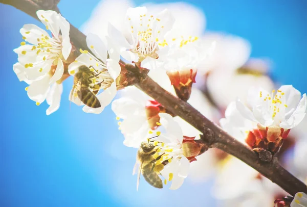 봄에서 나무, 흰 꽃을 개화. 선택적 초점. — 스톡 사진