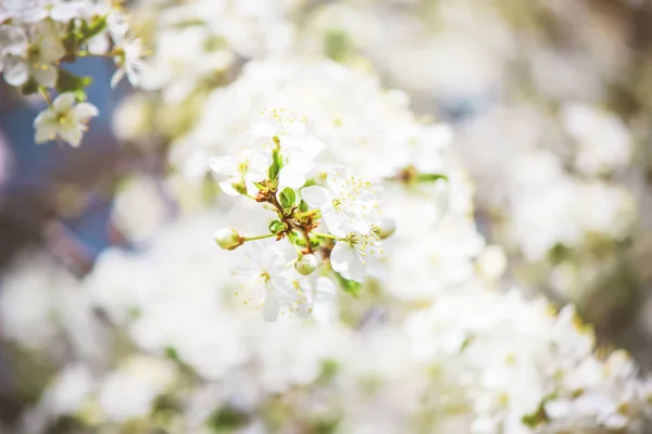 Virágzó fák, fehér virágok tavasszal. Szelektív összpontosít. — Stock Fotó
