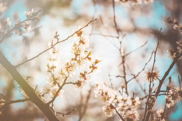 Arbres en fleurs, fleurs blanches au printemps. Concentration sélective . — Photo