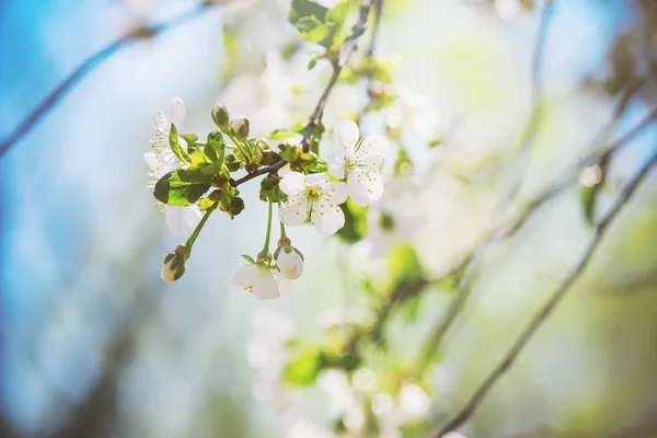 봄에서 나무, 흰 꽃을 개화. 선택적 초점. — 스톡 사진