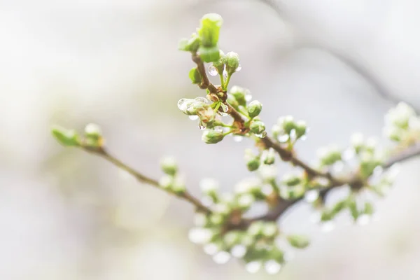 Blommande träd, vita blommor på våren. Selektivt fokus. — Stockfoto