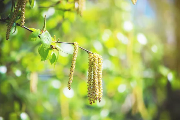 Primavera, o vidoeiro à luz do sol. Foco seletivo . — Fotografia de Stock