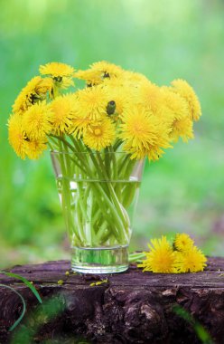 buket sarı dandelions çiçek açmış. seçici odak.