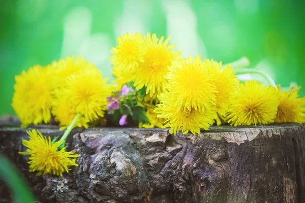 Blühende gelbe Löwenzahne im Strauß. Selektiver Fokus. — Stockfoto