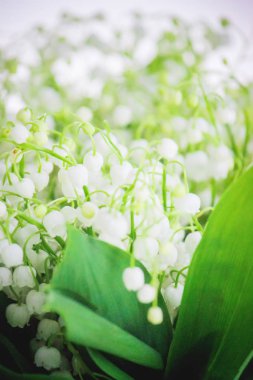 buket çiçek açan zambaklar. seçici odak. 