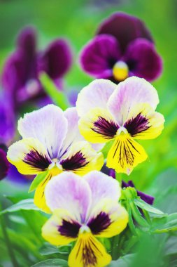 anutiny çiçek açan çiçekler gözler. seçici odak. 