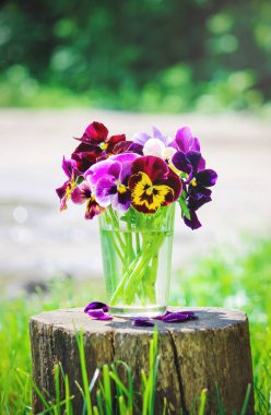 anutiny çiçek açan çiçekler gözler. seçici odak. 