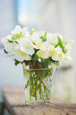 Yasemin çiçekleri çiçek açmış. seçici odak.