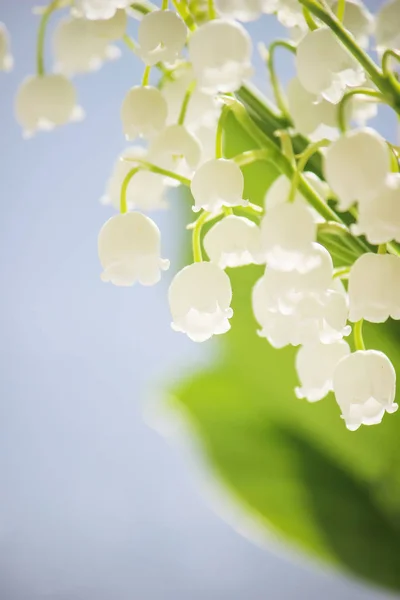 Blooming lilies in the bouquet. selective focus. — Stock Photo, Image